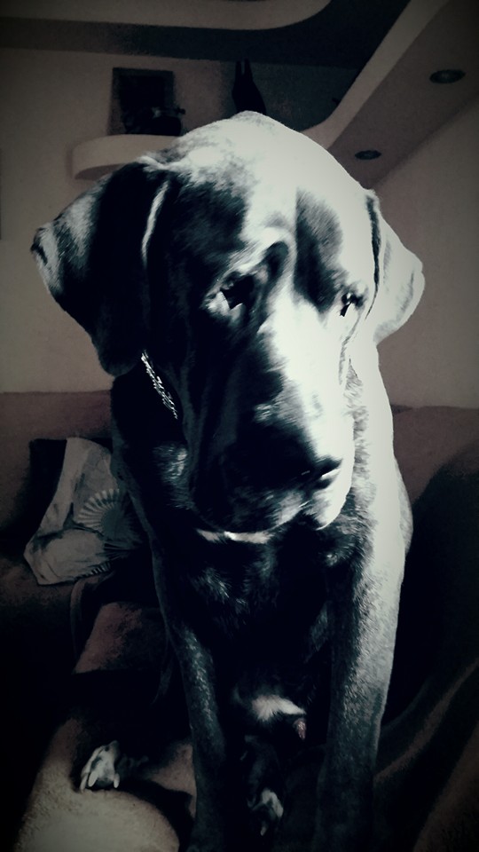 Bacuś już za tęczowym mostem